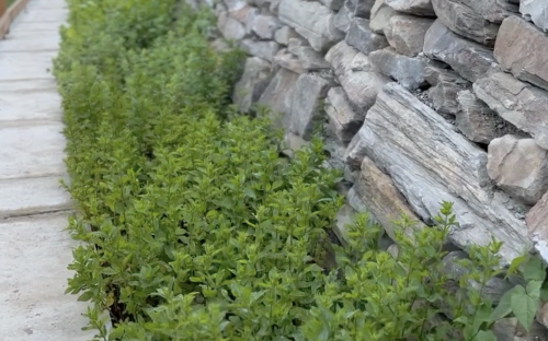 Fresh herbs